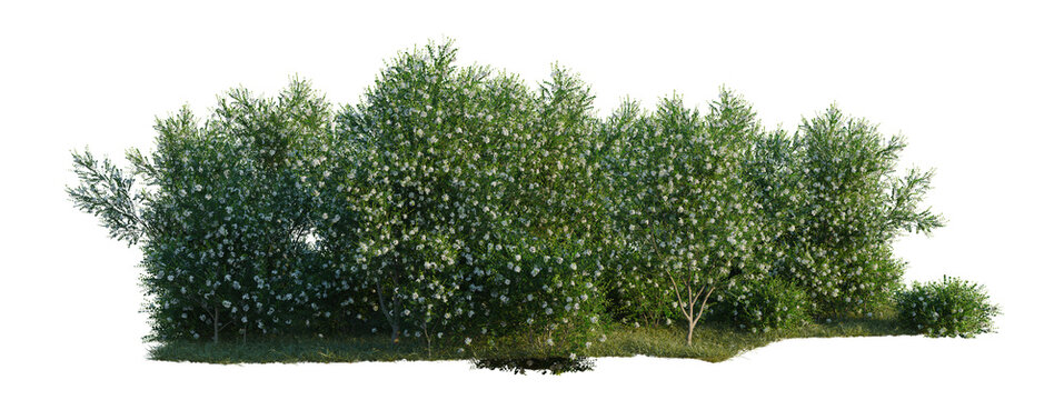Murraya paniculata tree shrub, plant bush, cutout, isolate transparent background, Blooming Garden Hedge - Lush Greenery with Delicate Flowers - Perfect for Landscape Design