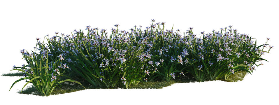 Neomarica gracilis tree shrub, plant bush, cutout, isolate transparent background, Detailed Purple Iris Flower Patch with Lush Green Foliage on a Transparent Background PNG
