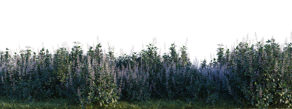 Plectranthus Velvet Elvis tree shrub, plant bush, cutout, isolate transparent background, Dense foliage border with vibrant green grasses and purple flowers - nature backdrop for graphic design