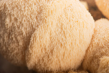 Fresh Lion's Mane Mushroom.  Hericium erinaceus © joanna wnuk
