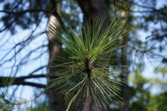 Detailaufnahme von langen Nadeln und einem jungen Bl&uuml;tenstand im Zentrum eines Nadelb&uuml;schels der Gelb-Kiefer (Pinus ponderosa)