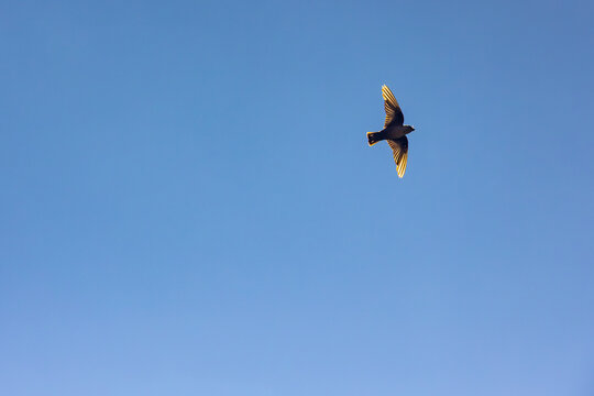 A swift flies high in the clear blue sky. The sunlight shines through its wings, highlighting the intricate feather structure as it glides freely through the air.