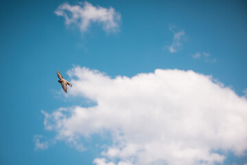 A small brown swallow flies through the bright blue sky. White clouds drift in the background as the bird travels high above the ground on a sunny afternoon day. © Andrea