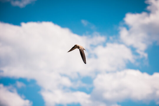 A small swift bird flies gracefully through a clear blue sky filled with white fluffy clouds on a sunny day. The bird has its wings spread wide in mid-flight mode.