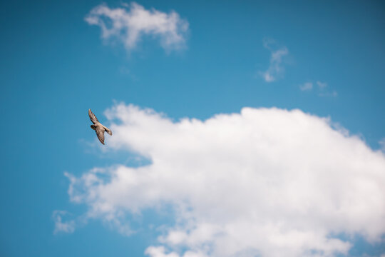 A small brown swallow flies through the bright blue sky. White clouds drift in the background as the bird travels high above the ground on a sunny afternoon day.