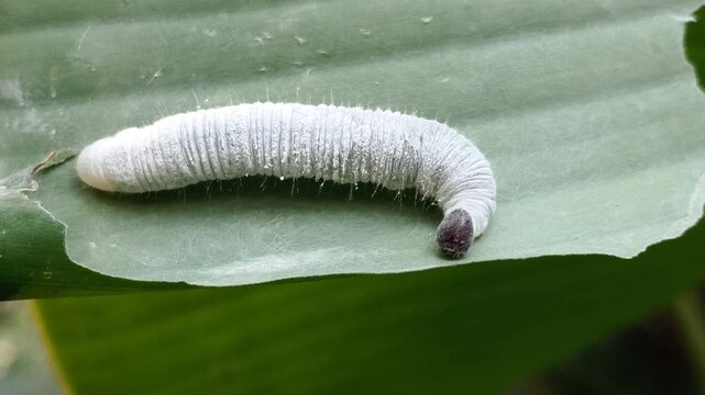 Close-up shot of a white Banana Skipper (Erionota thrax) butterfly caterpillar on an unrolled leaf. This lepidopteran species belongs to the Hesperiidae family and Hesperiinae subfamily.