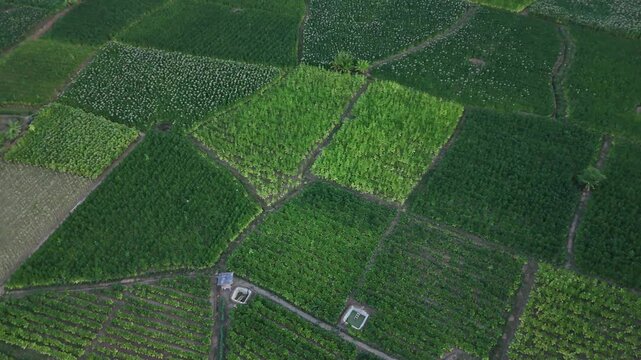 Aerial View of Lush Green Tobacco Plants Agricultural Fields Showcasing Vast Land Cultivation and Organized Crop Production for Sustainable Farming Practices