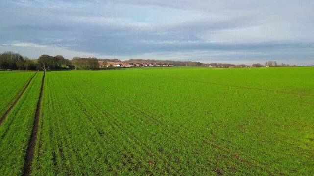 Low aerial view across a vivid green crop field in the English countryside, showing parallel tractor tracks and distant houses under cloudy skies 4K.