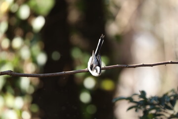 Long tailed tit bird back view perched on branch in forest © toritori_moumou