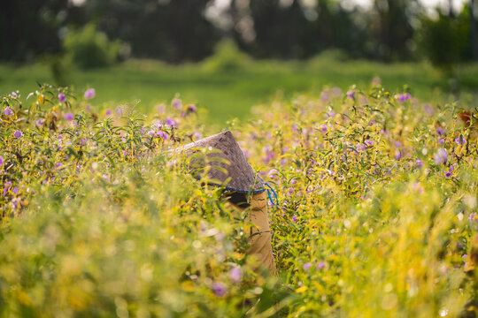 View of a flower picker wearing a traditional conical hat working in a vibrant field of purple flowers in Bali, Indonesia.