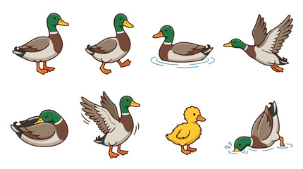 Obraz premium Mallard ducks and a duckling in a set of character illustrations, showing different actions like walking, swimming, flying, preening, and feeding, perfect for children's media and wildlife themes