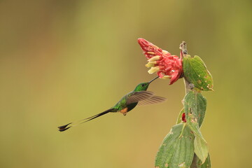 Obraz premium The Peruvian racket-tail (Ocreatus peruanus) is a species of hummingbird in the 