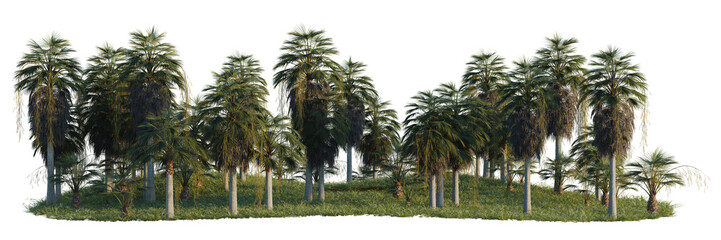 Obraz premium Brahea armata tree line, Forest Edge, Backdrop cutout, isolate transparent background, Dense Cypress Trees in a Swampy Landscape - A Detailed Scenic View for Your Project