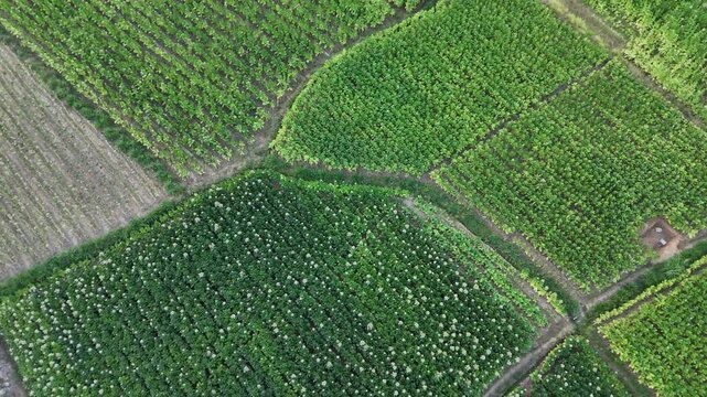 Aerial drone view of lush tobacco plants agricultural fields and crop rows forming natural geometric patterns from above