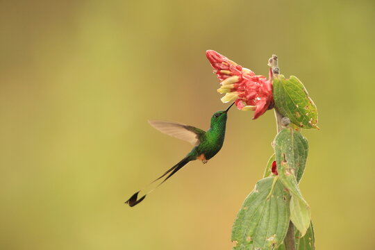 The Peruvian racket-tail (Ocreatus peruanus) is a species of hummingbird in the "brilliants", tribe Heliantheini in subfamily Lesbiinae.