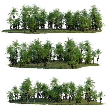 Caryota mitis tree line, Forest Edge, Backdrop cutout, isolate transparent background, Dense Tropical Forest Edge with Lush Greenery and Varied Tree Heights - Scenic Nature