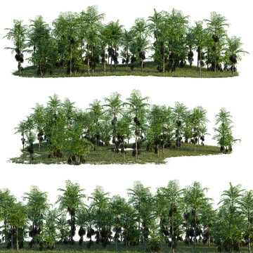 Caryota mitis tree line, Forest Edge, Backdrop cutout, isolate transparent background, Dense Tropical Forest Edge with Lush Green Foliage - Perfect for Game Development and Landscape Design