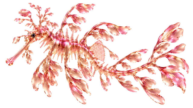 Transparent rose gold glass leafy sea dragon with leaflike appendage and fin detail. 3D CGI isolated on white background, Frutiger Aero glass aesthetic.
