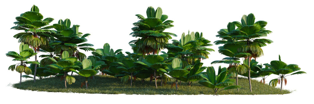Licuala grandis tree line, Forest Edge, Backdrop cutout, isolate transparent background, Lush tropical banana plants in a dense forest landscape with vibrant green foliage and detailed textures.