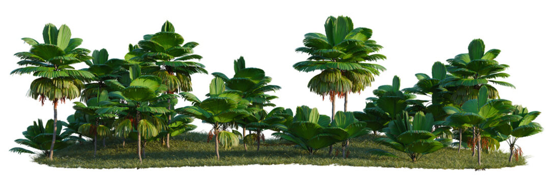 Licuala grandis tree line, Forest Edge, Backdrop cutout, isolate transparent background, Lush tropical foliage section, vibrant green palm trees with detailed leaves on a grassy ground.