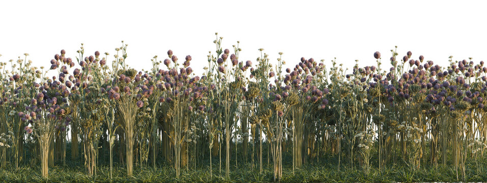 Dendranthema morifolium, Dianthus green and Dipsacus sa tree shrub, plant bush, cutout, isolate transparent background