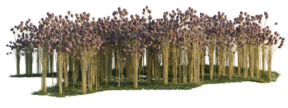 Dipsacus sativus tree shrub, plant bush, cutout, isolate transparent background, Dense Purple Ornamental Grasses in a Row - Perfect for Landscaping and Garden Design Elements