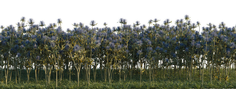 Eryngium foetidum tree shrub, plant bush, cutout, isolate transparent background, Dense patch of blue flowers in a field, natural beauty, serene landscape, springtime growth