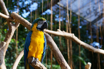 Blue-and-yellow macaw perched on a branch in a natural setting © Kazuya Photo