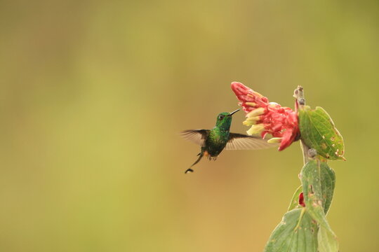 The Peruvian racket-tail (Ocreatus peruanus) is a species of hummingbird in the "brilliants", tribe Heliantheini in subfamily Lesbiinae.