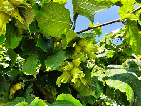 Die Fr&uuml;chte der Haelnuss Corylus avellana 