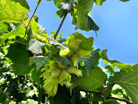 Die Fr&uuml;chte der Haelnuss Corylus avellana 