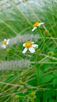 Detailed macro photography capturing the white ray florets and yellow disc florets of Galinsoga weed. Soft focus bokeh background