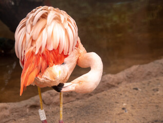 Greater flamingo preening feathers while standing outdoors © TC2412