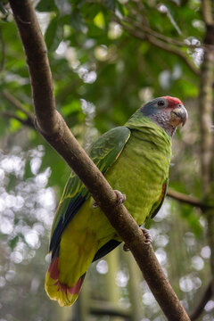 Red-spectacled amazon perched on tree branch in rainforest