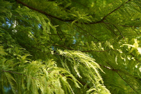 Zarte hellgr&uuml;ne Nadeln und Zweige einer Echten Sumpfzypresse (Taxodium distichum) bei Gegenlicht im Sommer