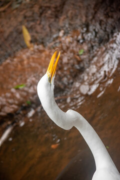 Great egret head and long neck close up portrait