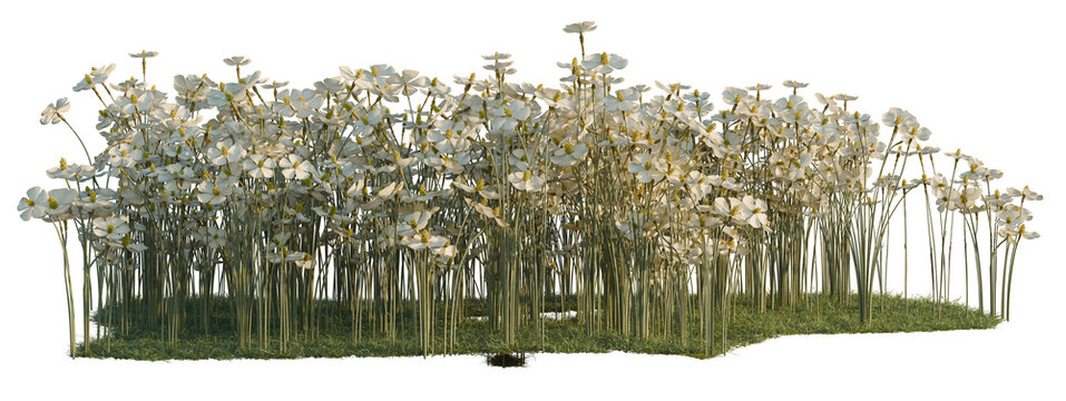 Matthiola incana tree shrub, plant bush, cutout, isolate transparent background, Delicate Field of Daisies with Green Grass on a Transparent Background for Design