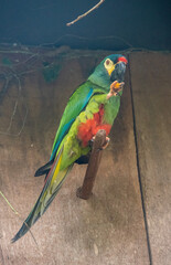 Red-bellied macaw perched on wooden stick holding food © TC2412