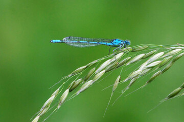 Macro shot of a male common blue damselfly (Enallagma cyathigerum) perched on a grass seed head against a soft blurred green background © Badr