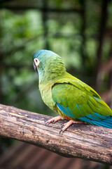Chestnut fronted macaw portrait showing red forehead and blue crown © TC2412
