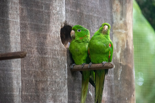 Plain parakeets perched near nesting box wooden structure outdoors