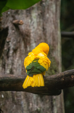 Golden parakeet perched on branch showing bright yellow plumage