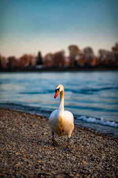 View of a white swan walking on a pebble beach along the riverbank with soft evening light in Mannheim, Baden-Wurttemberg, Germany.