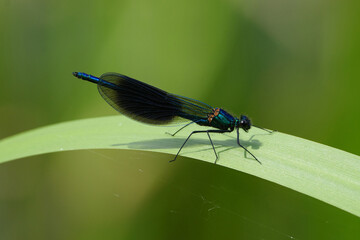 Male banded demoiselle damselfly (Calopteryx splendens) perched on a green leaf, macro shot with selective focus and blurred background © Badr