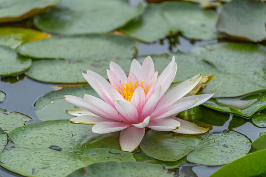 A soft pink water lily flower with a bright yellow center blooms fully open among green lily pads dotted with rain droplets.