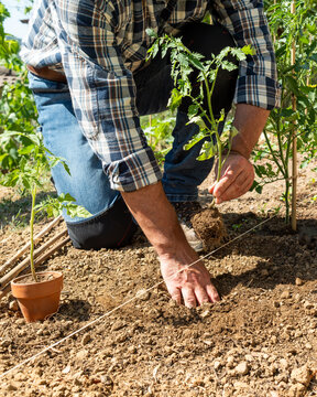 Close-up of farmer's hands planting tomato seedling in soil in organic field. Garden work in spring. Traditional agriculture.