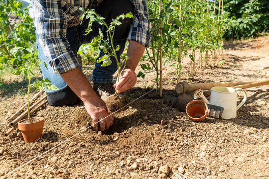 Close-up of farmer's hands planting tomato seedling in soil in organic field. Garden work in spring. Traditional agriculture.