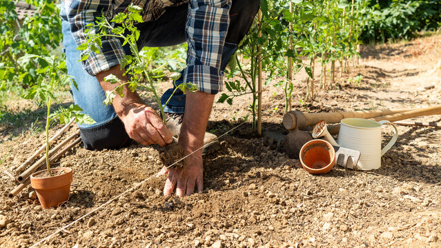 Close-up of farmer's hands planting tomato seedling in soil in organic field. Garden work in spring. Traditional agriculture.