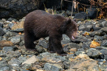 Brown Bear cub and the coast in Sitka Alaska © Ryan Bonneau