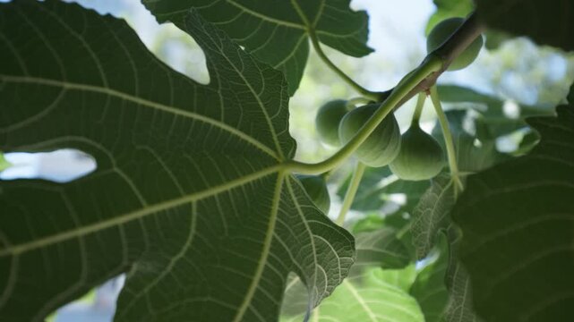 Close Up of Green Figs Growing on Branch with Beautiful Fig Tree Leaves. Fresh Fig Fruits Growing on Branch of Fig Tree.